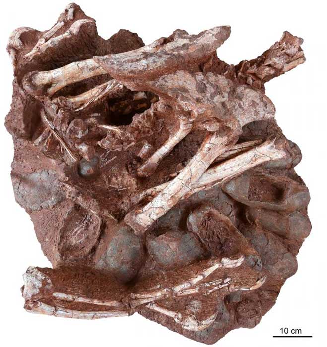 Das betreffende, etwa 70 Millionen Jahre alte Fossil: ein erwachsener oviraptorider Theropode, der auf einem Nest seiner versteinerten Eier sitzt. Mehrere Eier (darunter mindestens drei, die Embryonen enthalten) sind deutlich sichtbar, ebenso wie die Unterarme, das Becken, die Hinterbeine und ein Teil des Schwanzes des Erwachsenen.