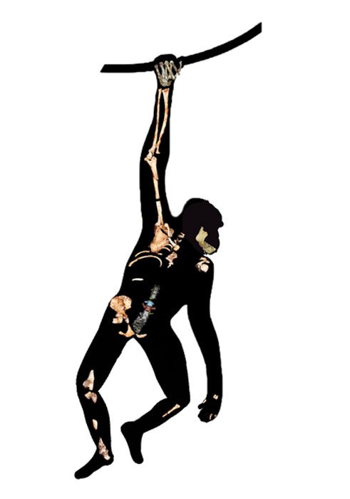 Silhouette von Australopithecus sediba mit dem neu entdeckten Wirbel (farbig), der das fehlende Glied in der Wirbelsäule darstellt, zusammen mit anderen Skelettresten der Art.