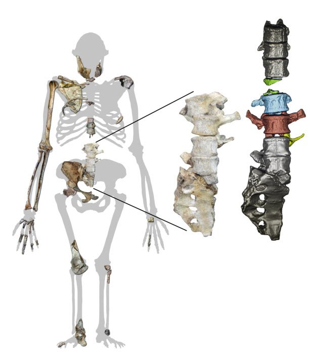 Die Silhouette von Australopithecus sediba zeigt die neu gefundenen Wirbel zusammen mit anderen Skelettresten der Art