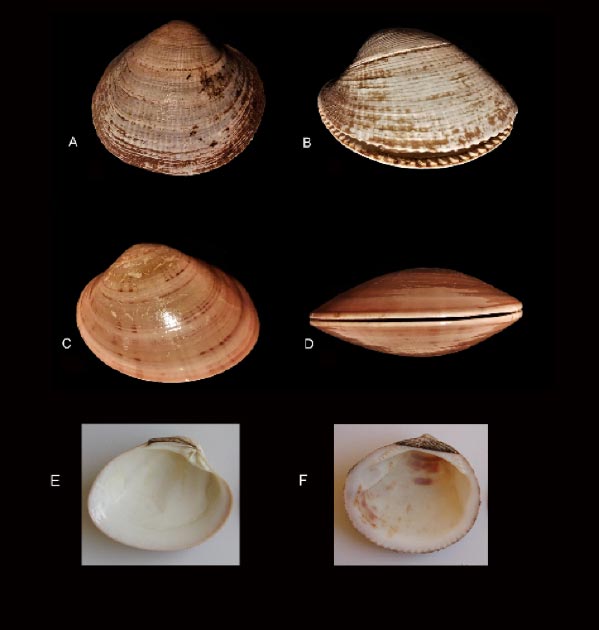 Die Autoren untersuchten 171 modifizierte Muscheln