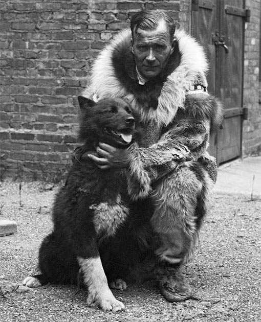 Balto wurde ein berühmter Hund, nachdem er 1925 erfolgreich Diphtherie-Antitoxin nach Nome in Alaska gebracht hatte. Er war der Leithund auf der letzten Etappe der Expedition und ist hier mit Gunnar Kaasen, dem Schlittenführer des letzten Teams, zu sehen