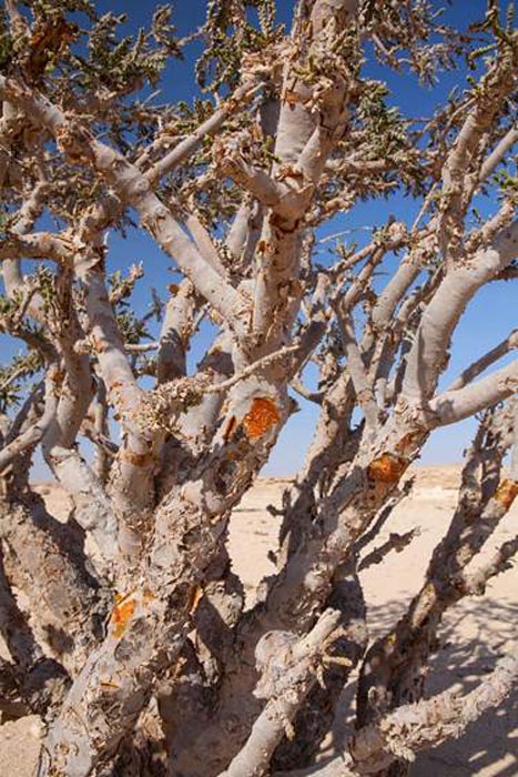 Das Harz des Boswellia-Gummis wird für die Weihrauchernte im Wadi Dawkah Frankincense Nature Resort, Dhofar Mountain, Oman, geschnitten.