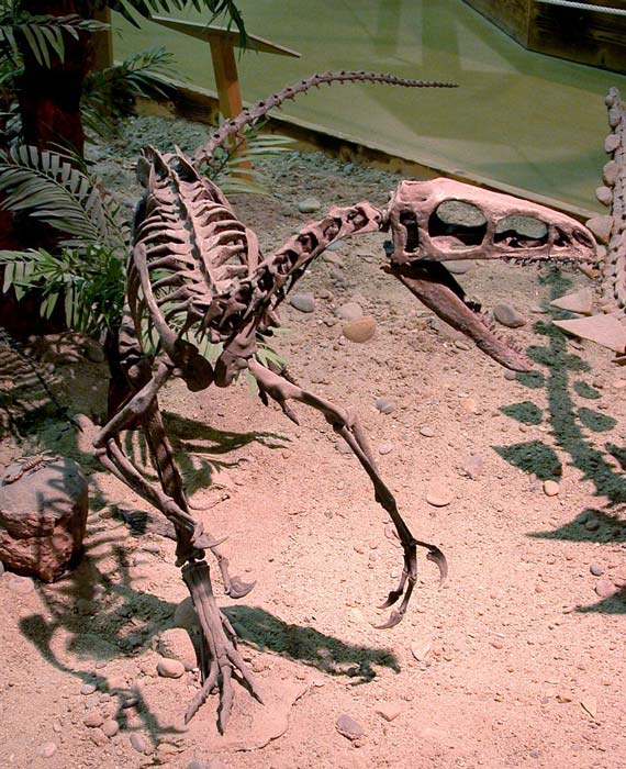 Ein Coelurosaurier, eine Untergruppe der Theropoden, aus der der Archaeopteryx (eine Gattung vogelähnlicher Dinosaurier) und die modernen Vögel hervorgegangen sind.