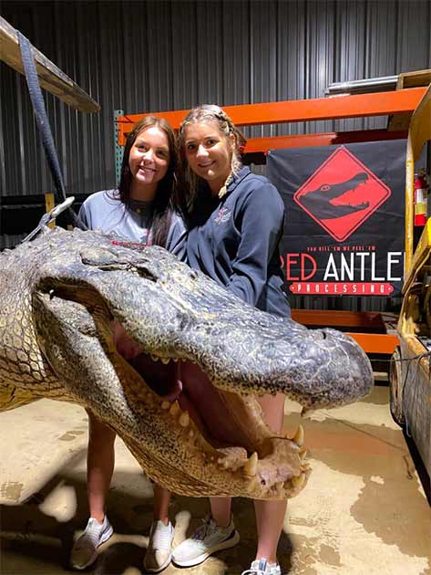 Der enorme Kopf des 340 kg schweren Mississippi-Alligators, der 4,1 Meter lang war. Und in seinem Magen fanden die Schlachter zwei erstaunlich alte indianische Artefakte. 