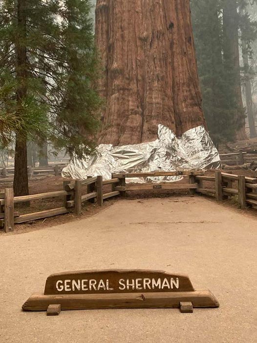 Der General Sherman Tree, der nach Volumen größte Baum der Welt, wird am Donnerstag, dem 16. September 2021, im Sequoia National Park während des KNP Complex Fire in eine feuerfeste Decke eingewickelt. 