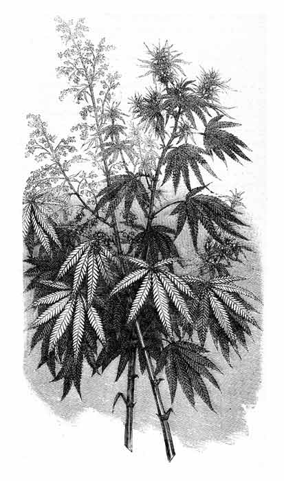 Eine alte Gravur von Hanf
