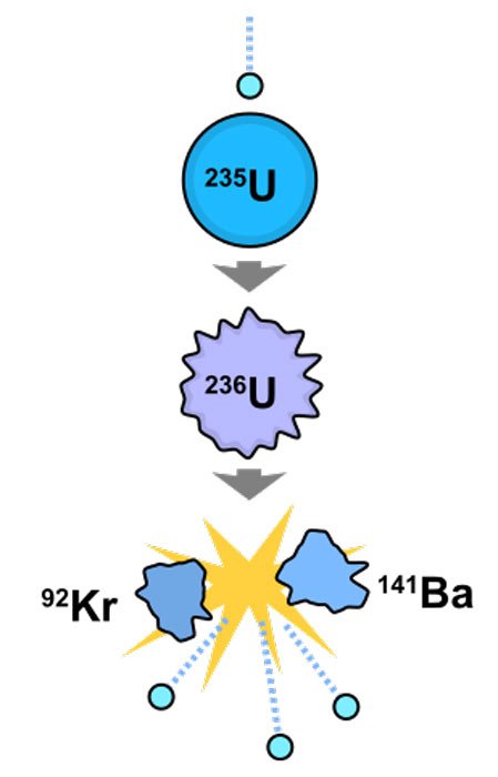 Einfaches Diagramm der Kernspaltung. Im ersten Bild ist ein Neutron dabei, vom Kern eines U-235-Atoms eingefangen zu werden. Im zweiten Bild ist das Neutron absorbiert worden und hat den Kern kurzzeitig in ein hoch angeregtes U-236-Atom verwandelt. Im dritten Bild ist das U-236-Atom gespalten, wobei zwei Spaltfragmente (Ba-141 und Kr-92) und drei Neutronen entstanden sind, die alle eine sehr hohe kinetische Energie aufweisen.