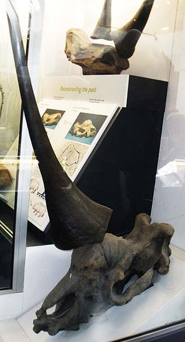 Fossil des Elasmotheriums im Natural History Museum, London.