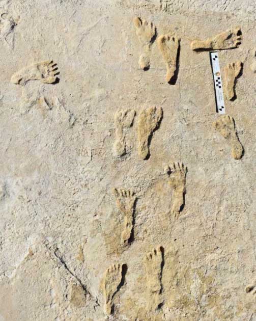 Die ältesten Fußabdrücke, die bisher in Nordamerika gefunden wurden, wurden im White Sands National Park in New Mexico entdeckt. Diese wurden dank einheimischer Pflanzensamen, die in den Fußabdrücken eingebettet waren, datiert.