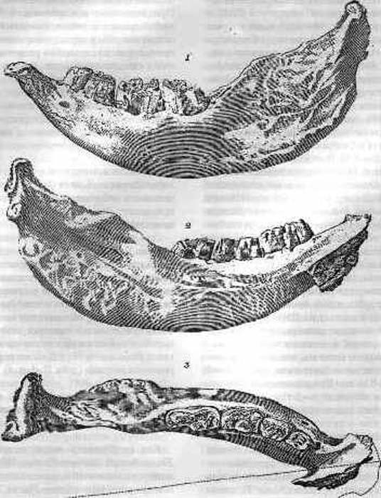 Der "Moskauer Unterkiefer", Holotyp von Elasmotherium sibiricum.