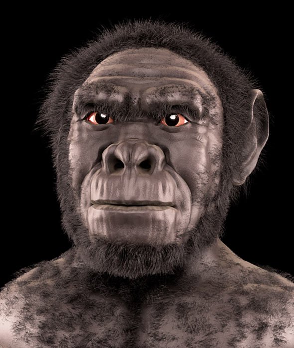 Homo habilis - forensische Gesichtsrekonstruktion/-approximation