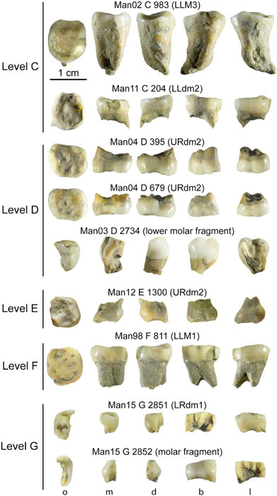 Die menschlichen Überreste aus Grotte Mandarin, zu denen auch der Homo-sapiens-Zahn eines Kindes gehörte, enthielten zahlreiche Zähne.
