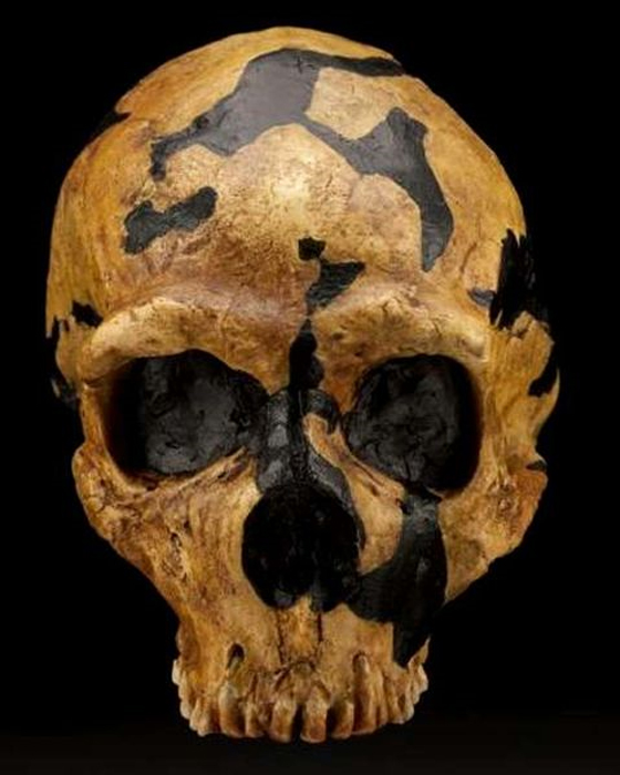 Ein Neandertaler-Schädel, gefunden in Shanidar