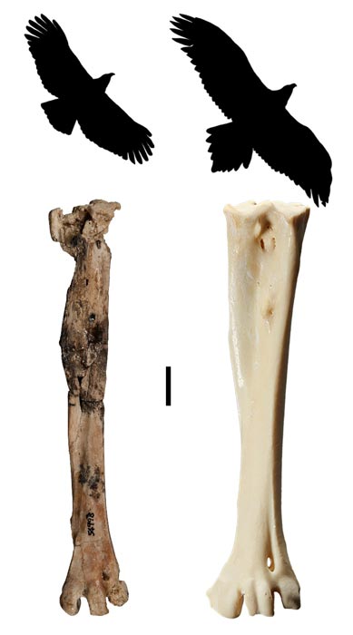 Ein Vergleich des präparierten fossilen Tarsometatarsus (Fußknochen) und einer hypothetischen Silhouette von Archaehierax sylvestris (links) mit dem Keilschwanzadler Aquila audax (rechts). Der Maßstab ist 10 mm.
