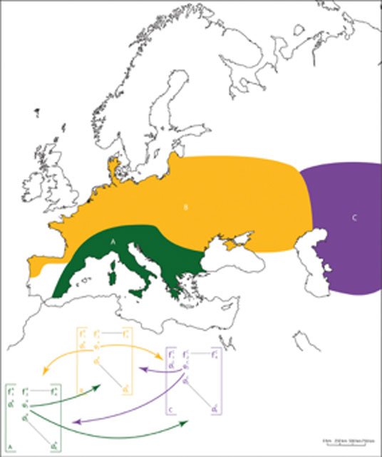 Räumliche Verteilung und Lage der 3 Neandertaler-Subpopulationen. Südeuropa (A in grüner Farbe), Nordeuropa (B in gelber Farbe) und Osteuropa (C in violetter Farbe). Das vollständige demografische Modell, das wir zur Simulation der Neandertaler-Populationsdynamik verwendeten, bestand aus drei Teilmodellen, die jeweils den identifizierten Teilpopulationen entsprachen. Wir fügten einen Migrationsparameter (ψ) hinzu, um zu ermöglichen, dass Individuen von einer Teilpopulation zu einer anderen wandern können.
