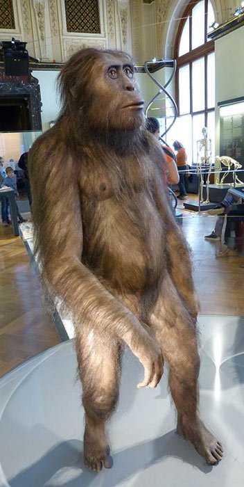 Rekonstruktion eines männlichen Australopithecus afarensis im Naturhistorischen Museum, Wien.