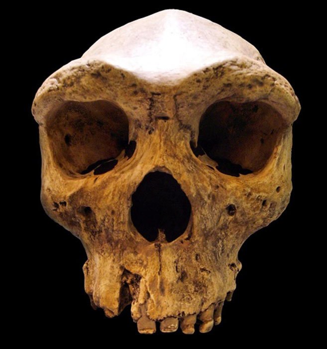 Replik des prähistorischen Kabwe-Schädels, der im Mauer Museum in Heidelberg, Deutschland, aufbewahrt wird