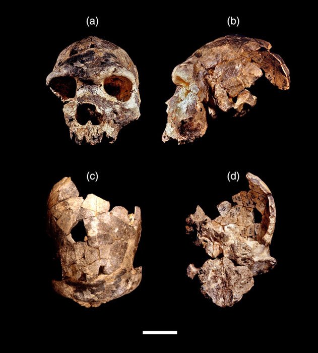 Schädel von Homo bodoensis