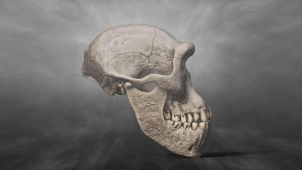 3D-Nachbildung eines Schädels des Homo erectus georgicus, der in Dmanisi gefunden wurde