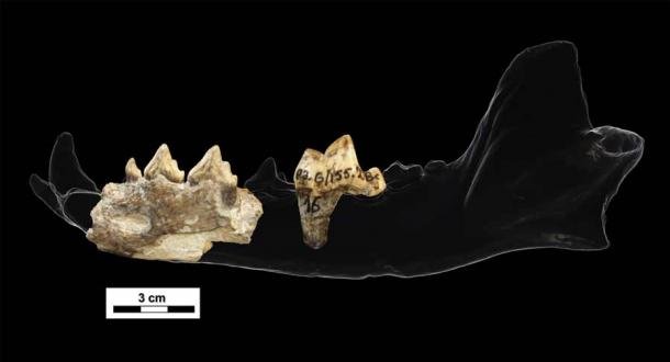 3D-Scans der in Dmanisi entdeckten halbmondförmigen Fragmente des eurasischen Jagdhundes