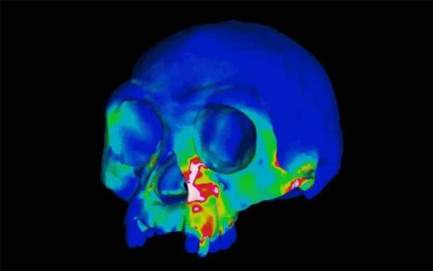 Abbildung einer Computersimulation des Schädels von Homo floresiensis (auch bekannt als der Hobbit)