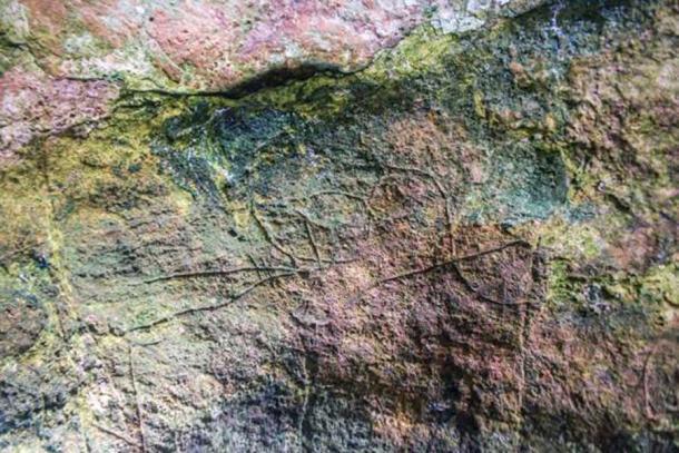 Der in der Romanelli-Höhle in Italien entdeckte Kopf eines Alkenvogels.