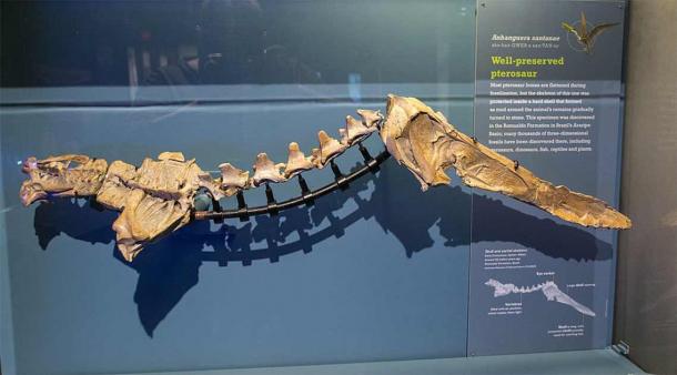 Der Hals der Anhanguera-Pterosaurier war länger als der Rumpf, wie diese Rekonstruktion aus einem Museumsexponat sehr deutlich zeigt. Und diese Art von Flugsauriern ernährte sich ausschließlich von Fisch und Meeresfrüchten