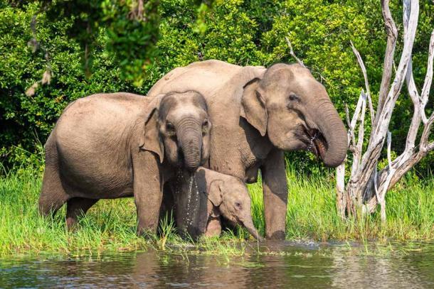 Ein asiatischer Elefant im Yala-Nationalpark, Sri Lanka. Diese Elefantenart wird für ein genetisches Reverse-Engineering-Verfahren verwendet, das letztlich zu einem Wollhaarmammut-Hybrid führen soll.