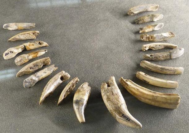 Die Aurignacier stellten u. a. Schmuck aus Elfenbein her, wie z. B. diese aurignacische Halskette aus Bären-, Pferde-, Elch- und Biberzähnen, die in Mladec in der Tschechischen Republik entdeckt wurde.