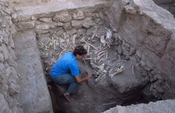 Eine der Autorinnen der Studie, Jill Weber, bei der Ausgrabung von Pferden (Installation A) in Umm el-Marra, Syrien