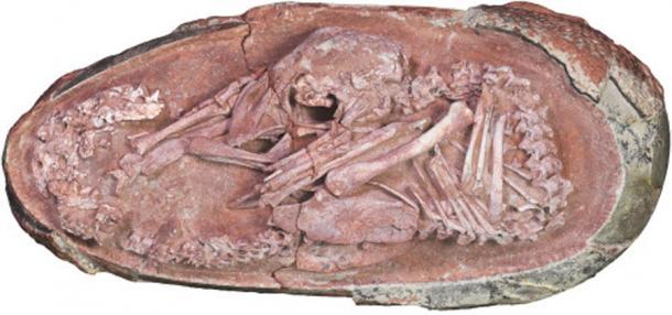Der Baby-Yingliang-Dinosaurier-Embryo, der in der neuesten Studie verwendet wurde, um zu zeigen, dass Dinosaurier zuerst Federn und dann den Flug entwickelten.
