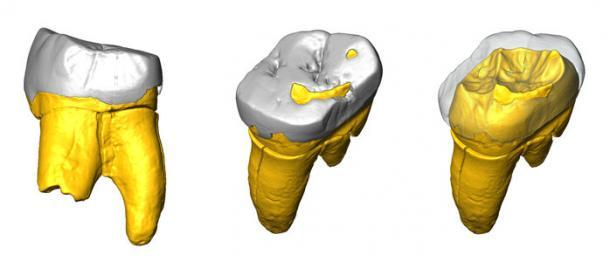 Digitales 3D-Modell des Backenzahns des Neandertalers aus der Stajnia-Höhle in Polen