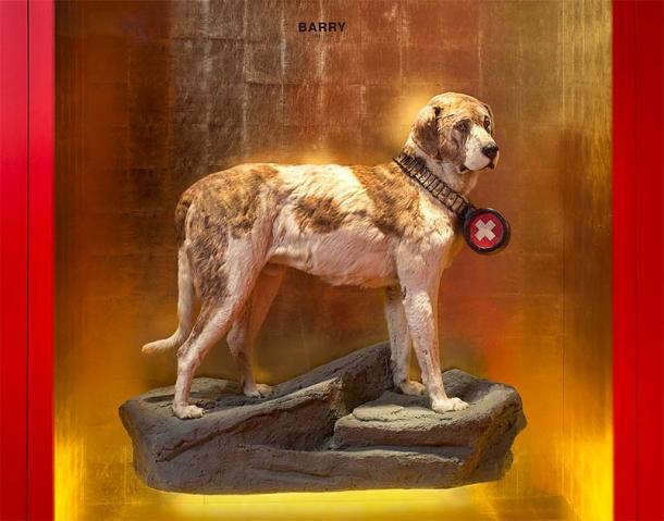 Barry war in den 1800er Jahren ein berühmter Bernhardiner-Rettungshund. Dieses Exponat befindet sich im Naturhistorischen Museum in Bern.