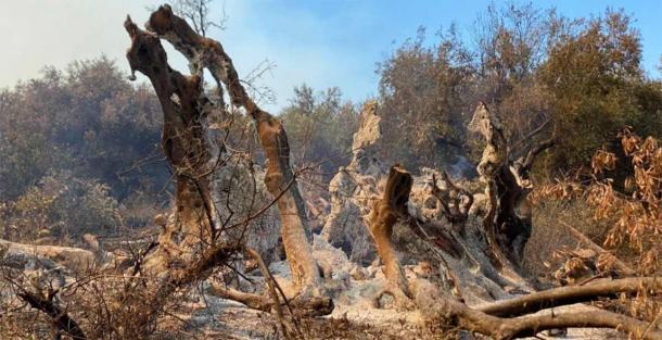 Alles, was vom Baum übrigblieb