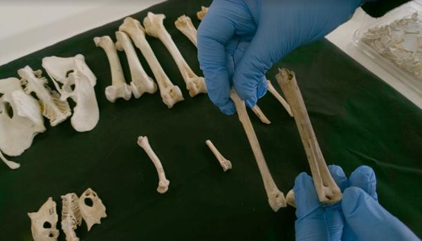 Julia Best vergleicht einen Beinknochen (den Tibiotarsus) von einem antiken und einem modernen Huhn. Beide Exemplare wurden mit Radiokohlenstoff datiert. Dieses Bild verdeutlicht auch den Form- und Größenunterschied, der oft zwischen antiken Exemplaren und großen modernen Fleischvögeln zu beobachten ist. 
