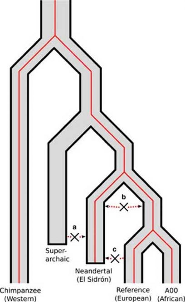 Beziehung des Neandertaler-Y-Chromosoms zu denen des modernen Menschen. Die Genealogie (roter Baum) lässt sich in erster Linie als Spiegelung der Populationsdivergenz (grauer Baum) erklären. Die Forscher fanden keinen Beweis für (a) einen stark divergenten superarchaischen Ursprung des Neandertaler-Y-Chromosoms, (b) einen antiken Genfluss nach der Bevölkerungsspaltung oder (c) eine relativ jüngste Einführung eines modernen menschlichen Y-Chromosoms in die Neandertaler-Population