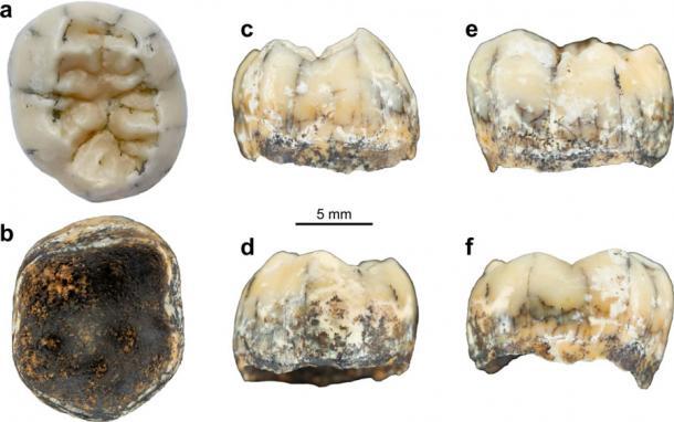 Bilder von TNH2-1 in okklusaler (a), inferior (b), mesialer (c), distaler (d), bukkaler (e) und lingualer (f) Ansicht.