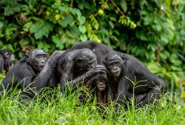 Wie diese Gruppe von Bonobo-Schimpansen in Afrika zeichneten sich die Homininen des Pleistozäns durch Gruppendynamik und Alpha-Anführer aus, und beides spielte laut der neuen Studie eine Rolle bei der erfolgreichen Überquerung des Meeres