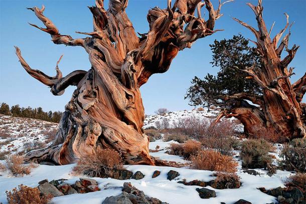 Ein Bristlecone-Kieferbaum in den White Mountains von Kalifornien, Heimat des ältesten lebenden Baums der Welt. (Rick Goldwaser / CC BY 2.0)