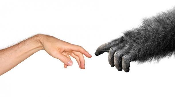 Seit über 160 Jahren folgt die wissenschaftliche Gemeinschaft Darwins Theorie der natürlichen Selektion, die besagt, dass die Natur neue Mutationen völlig zufällig auswählt. Eine neue Studie zeigt jedoch, dass möglicherweise gar nicht der Zufall, sondern Umwelteinflüsse für Mutationen verantwortlich sind. 