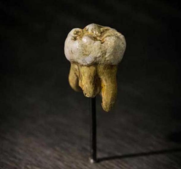 Replika eines Denisova-Molaren, der in der Höhle von Denisova entdeckt wurde. Naturwissenschaftliches Museum in Brüssel, Belgien.