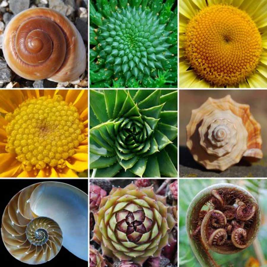 Die Spiralform des Goldenen Schnitts ähnelt den in der Natur beobachteten Wachstumsmustern