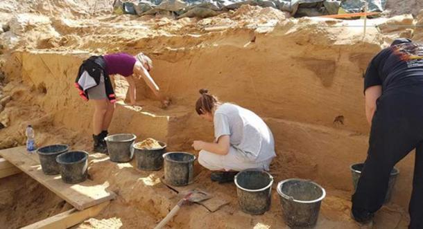 Die versteinerten Zähne wurden in einer Sedimentschicht neben einer ausgestorbenen Pferdeart gefunden. Das Museum für Naturkunde in Mainz