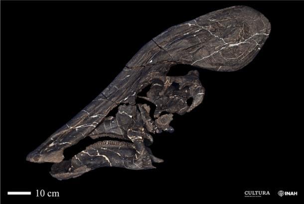 Der Schädel des neuen Dinosauriers in Mexiko und sein charakteristischer Tlatolophus-Kammknochen.