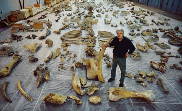 Prof. Dr. Dietrich Mania, der Ausgräber von Neumark-Nord 1, inmitten der Knochen europäischer Waldelefanten, die er an der Neandertaler-Stätte geborgen hat.