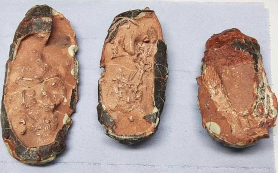 Die drei Oviraptoriden-Eier, die von Wissenschaftlern der Universität Bonn und der TU München untersucht wurden. (Bild: Universität Bonn )