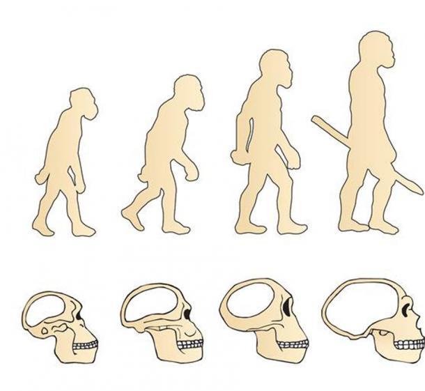 Die Entwicklung des menschlichen Gehirns wird immer größer, und vor 3.000 Jahren beginnt es plötzlich zu schrumpfen.