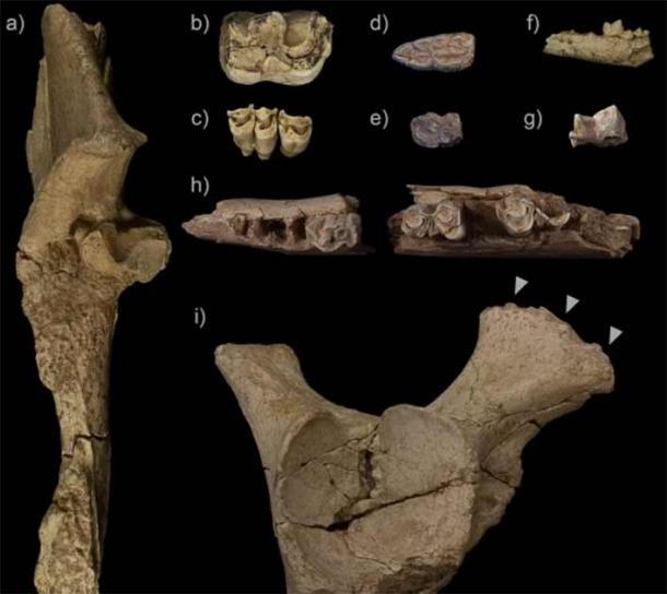 Es wurden die Überreste zahlreicher Tiere gefunden, die mithilfe künstlicher Intelligenz identifiziert werden konnten