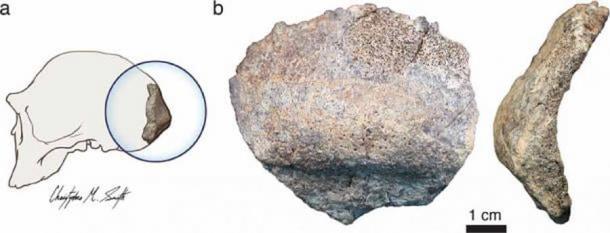Die neueste Studie der Arizona State University deutet darauf hin, dass es sich um das fossile Schädelfragment unseres ersten Vorfahren handelt, das 2 Millionen Jahre alt ist!