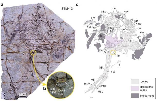 Foto des Dinosaurierfossils (a), Lage des extrahierten Fragments am rechten Oberschenkelknochen (b), das die Dinosaurier-DNA liefern könnte, und Strichzeichnung des Dinosaurierexemplars (c).